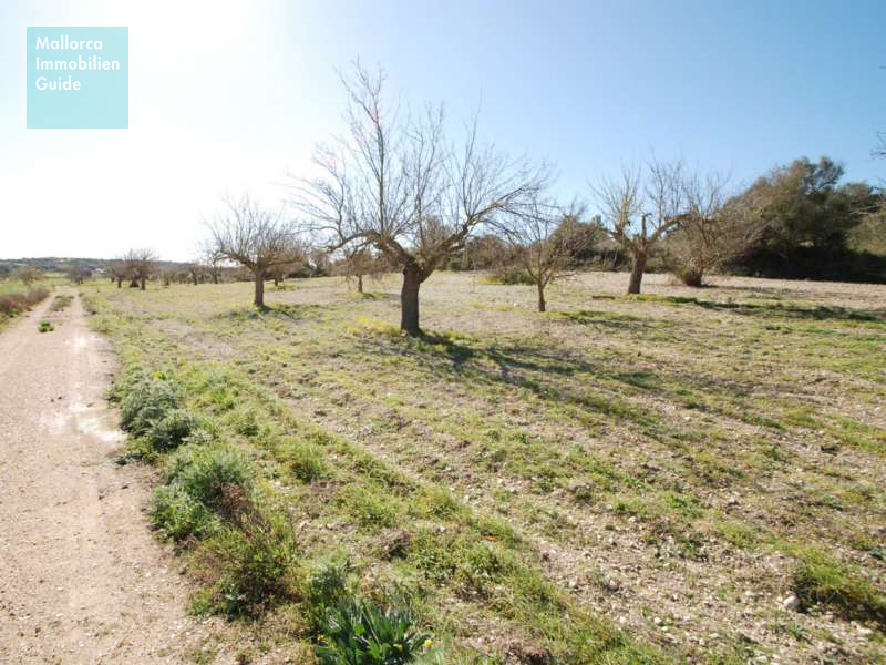 Exclusiva finca nueva con piscina y viñas propias en Porreres. - 4
