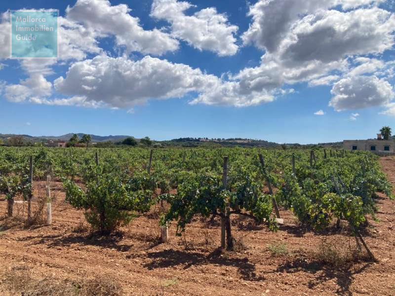 ...mit eigenem Weinberg