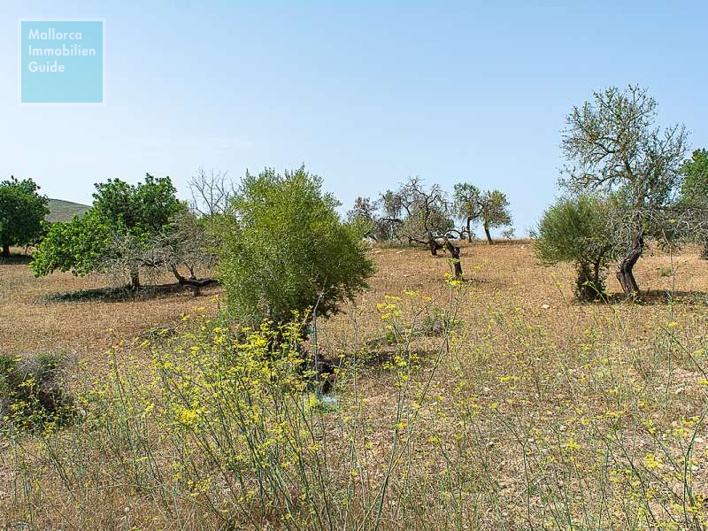 Finca en venta Mallorca: ofertas a partir de  275.000 28