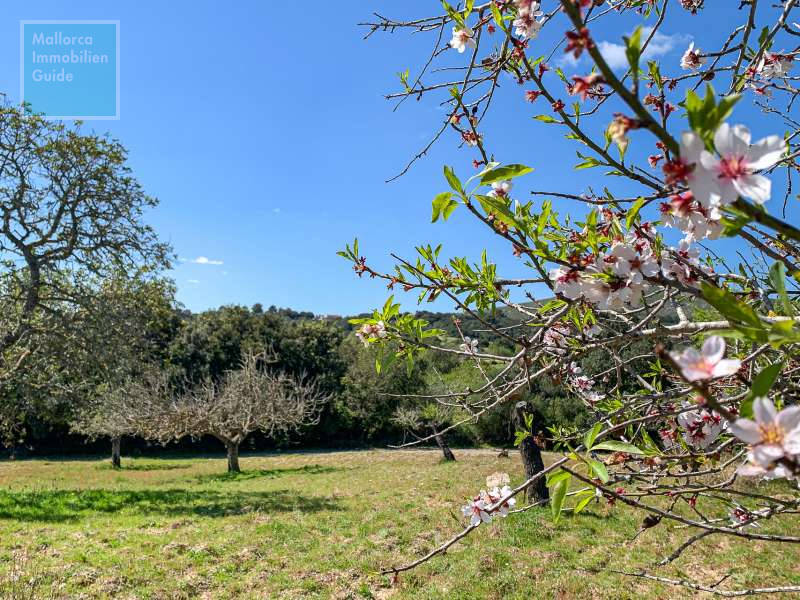 Finca en venta Mallorca: ofertas a partir de  275.000 43
