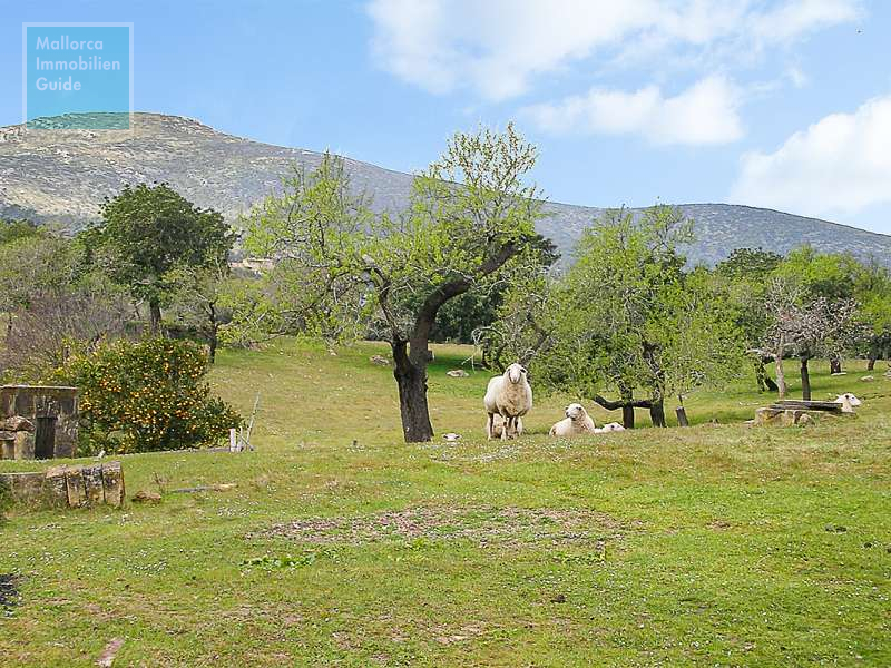 Finca en venta Mallorca: ofertas a partir de  275.000 17