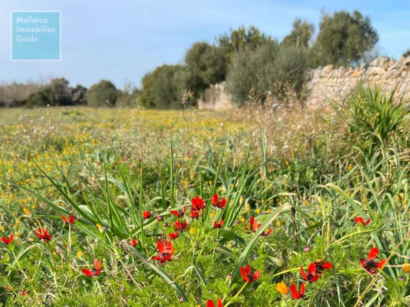 Building plots for sale in Mallorca: prime locations, sea views 2