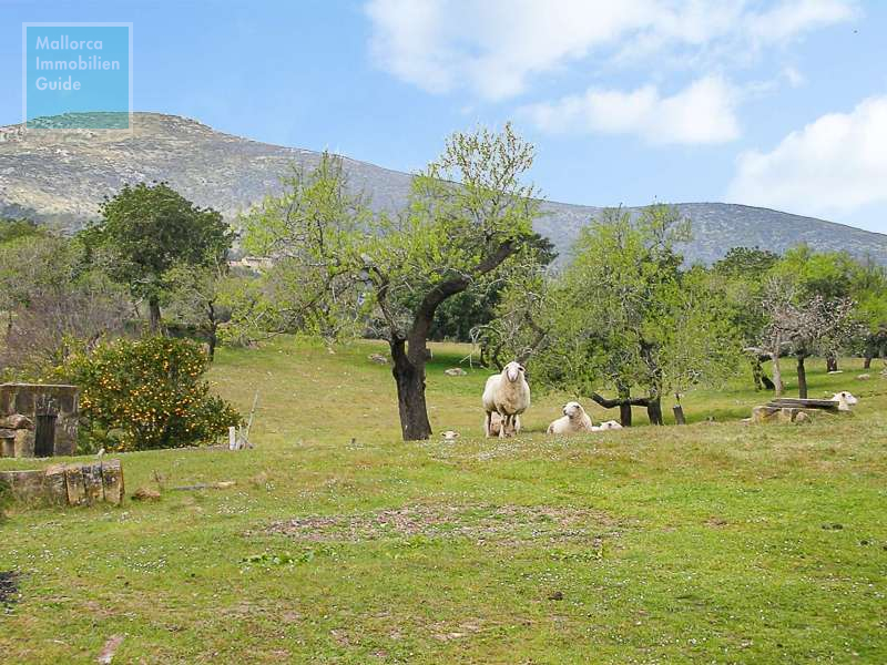 Finca en venta Mallorca: ofertas a partir de  275.000 14
