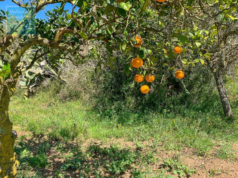 Finca en venta Mallorca: ofertas a partir de  275.000 39