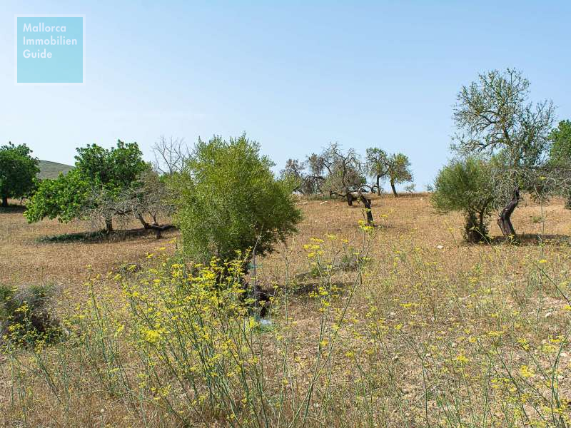 Finca en venta Mallorca: ofertas a partir de  275.000 27