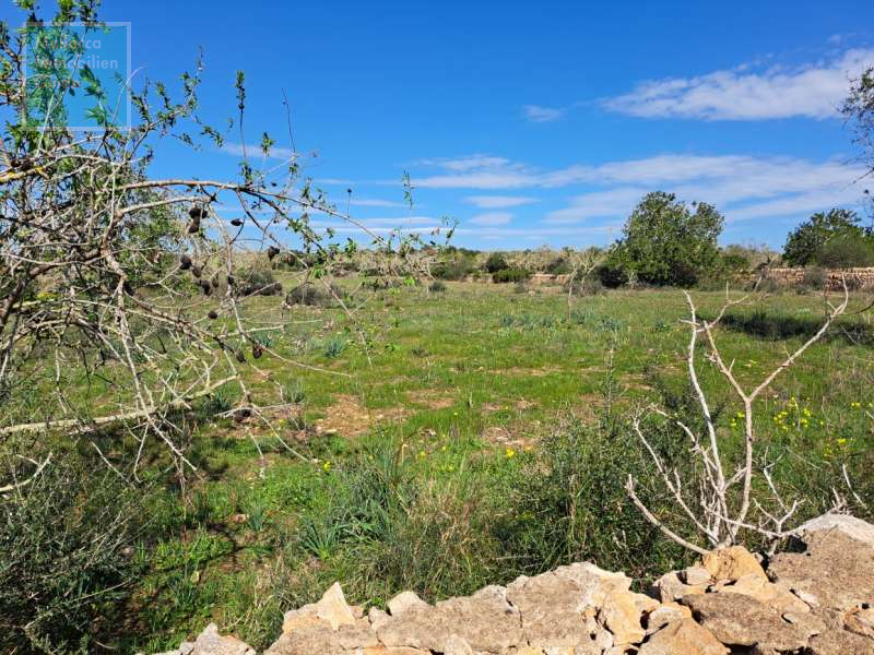 Finca- Baugrundstück  bei Ses Salines