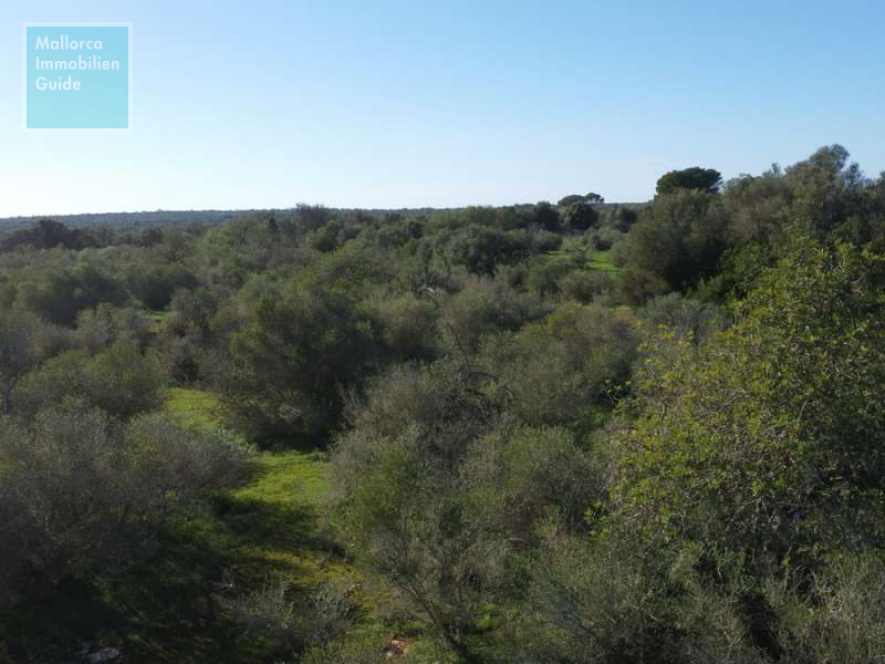 Ses Salines, Finca- Baugrundstück in erhöhter Lage
