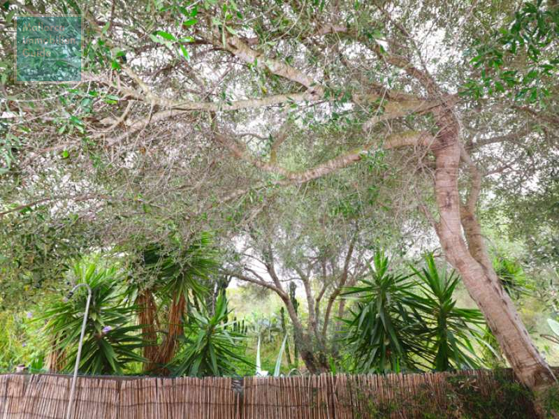 Cala Murada, Haus: Einfamilienhaus mit Pool zu verkaufen | Top Preis! - 19