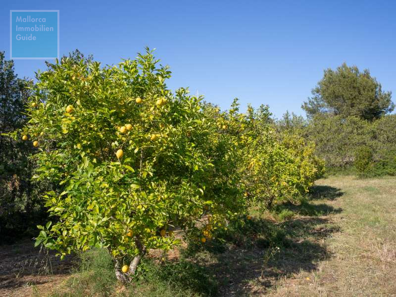 Son Carrió, Finca: Landhaus Meer- Fernblick & Casita zu verkaufen - 28