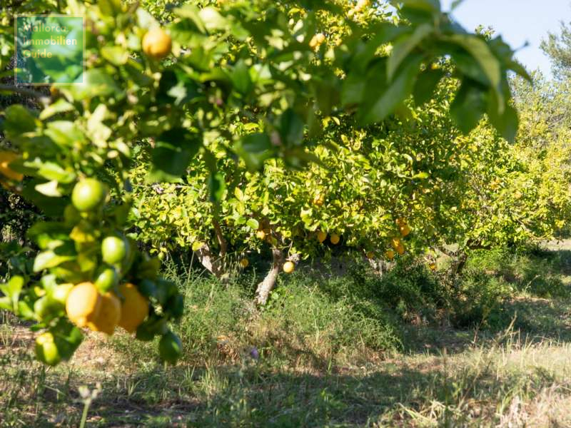 Son Carrió, Finca: Landhaus Meer- Fernblick & Casita zu verkaufen - 29