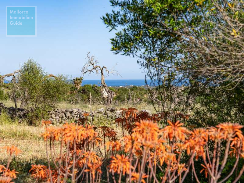 Son Carrió, Finca: Landhaus Meer- Fernblick & Casita zu verkaufen - 46