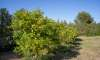 Son Carrió, Finca: Landhaus Meer- Fernblick & Casita zu verkaufen - 28