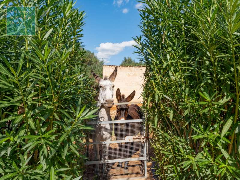 Son Carrió, Finca: Luxusfinca | barrierefrei | mit ETV Lizenz für Ferienvermietung - 34