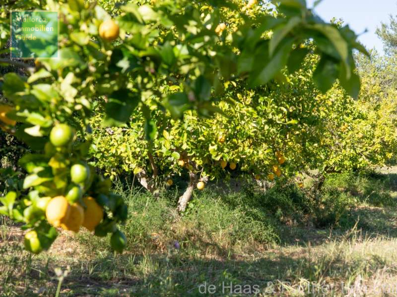 Finca Mallorca kaufen: Die besten Fincas ab € 275.000 56