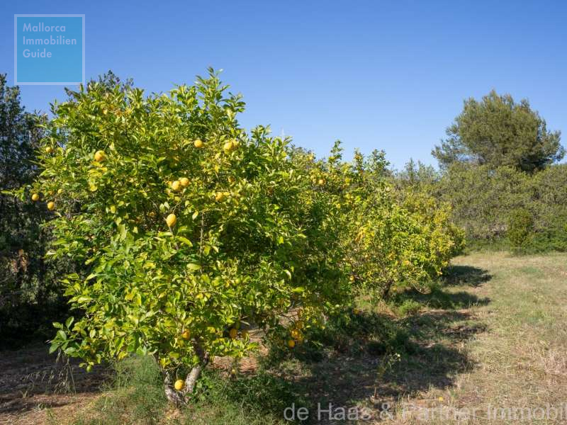 Finca Mallorca kaufen: Die besten Fincas ab € 275.000 54