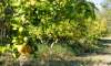 Finca Mallorca kaufen: Die besten Fincas ab € 275.000 56