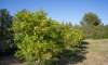 Finca Mallorca kaufen: Die besten Fincas ab € 275.000 54